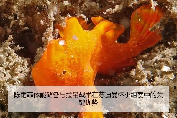 chen-yu-fei-ti-neng-chu-bei-yu-la-diao-zhan-shu-zai-su-di-man-bei-xiao-zu-sai-zhong-de-guan-jian-you-shi-2-646.jpg